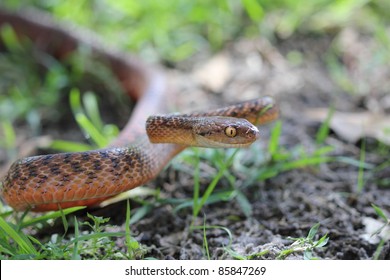 An Australian Brown Tree Snake in a defense pose