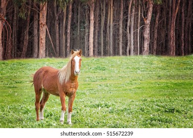 Australian Brumby