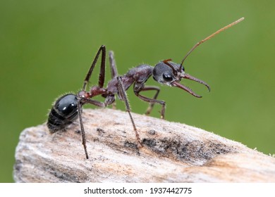 139 Bull dog ant Images, Stock Photos & Vectors | Shutterstock