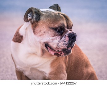 siv bind Somatisk celle Australian Bulldog Images, Stock Photos & Vectors | Shutterstock
