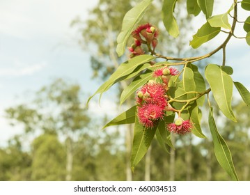 Australian Bush Background With Native Gum Trees And Red Flowering Eucalyptus Gumtree