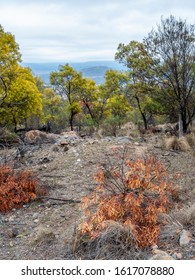 Australian Bush Clearing, Featuring Distant Rolling Hills, Rugged Landscape And Patchy Woodlands. This Area Was Recently Destroyed By A Firestorm But Ecological Remission Is Evident. Dramatic Sky.