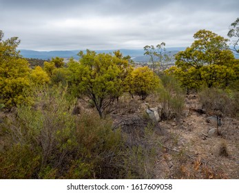 Australian Bush Clearing, Featuring Distant Rolling Hills, Rugged Landscape And Patchy Woodlands. This Area Was Recently Destroyed By A Firestorm But Ecological Remission Is Evident. Dramatic Sky.