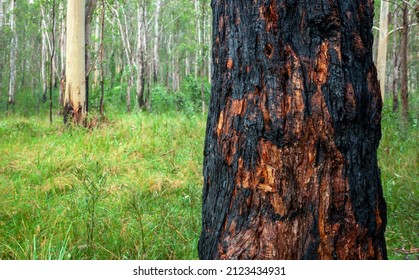 Australian bush fire recovery. Charred tree trunk surrounded by lush new growth. Northern Rivers, New South Wales.