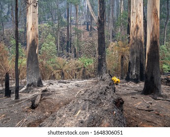 Australian Bush Fires With Fire Fighters