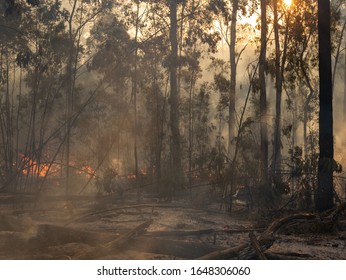 Australian Bush Fires With Fire Fighters