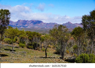 The Australian Bush With The Flinders Rangers In The Background. South Australia.