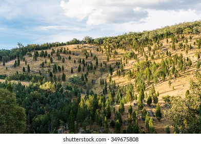 Australian Bush Forest On Sunset