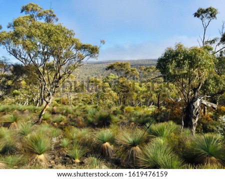 Australian bush lands in summer