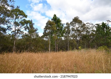 Australian Bush Scene With Long Grass