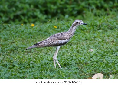 Australian Bush Stone-curlew Walking In Grass