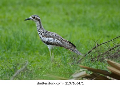 Australian Bush Stone-curlew Walking In Grass