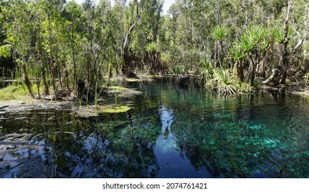 The Australian Bush Surrounding And Reflecting In These Thermal Springs.