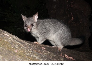 Australian Bush Tailed Possum Climbing Up A Tree