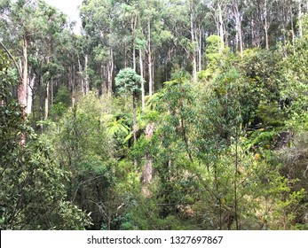 Australian Bush Track