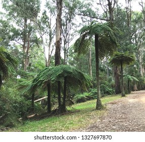 Australian Bush Track