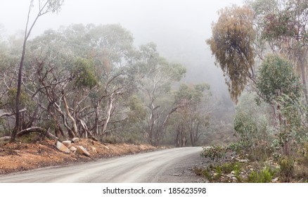 Australian Bush Track Covered In Mist