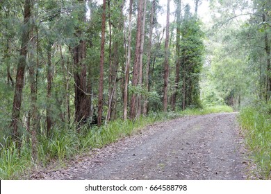 Australian Bush Track Through Bushland Near Dungog, NSW, Australia.