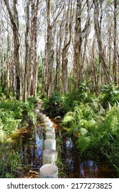 Australian Bush, Trail Bush Track, Native Australian Trees, Bush Tropical Walking Track. Paper Bark Trees, Australian Landscape Track. 