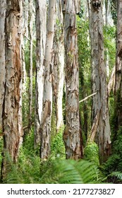 Australian Bush, Trail Bush Track, Native Australian Trees, Bush Tropical Walking Track. Paper Bark Trees, Australian Landscape Track. 