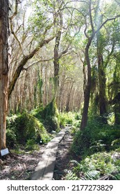 Australian Bush, Trail Bush Track, Native Australian Trees, Bush Tropical Walking Track. Paper Bark Trees, Australian Landscape Track. 