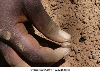 Australian Bush Tucker Onion Being Gathered From Ground Held Between Fingers Of Aboriginal Woman