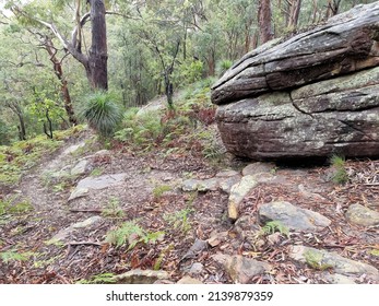 Australian Bush Walking Track In The Rain Surrounded By Eucalypt Forest