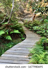 Australian Bush Walking Track (Sydney, Australia)