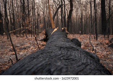 Australian Bushfire,
Forest After The Bushfire, Australia