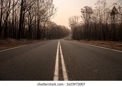 Australian Bushfire,
Forest After The Bushfire, Australia