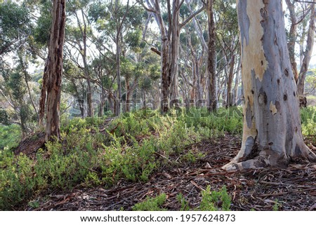 australian bushland in morning light