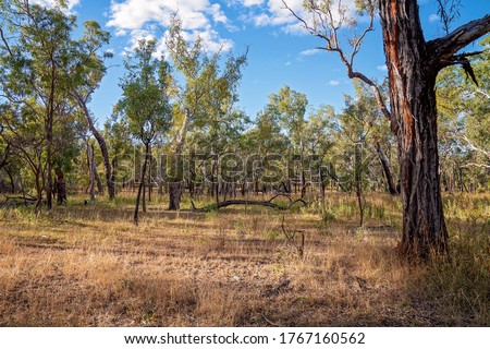 Australian bushland setting with tourist cabins barely visible amongst the trees in a volcanic national park