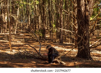 Australian Bushman Wearing Akubra Hat, Sitting On A Log In Pine Plantation. 