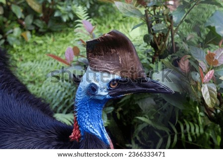 An Australian cassowary, a non- flying bird which lives in the North Queensland tropics. Stock photo © 