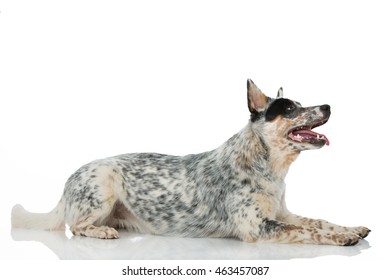 Australian Cattle Dog