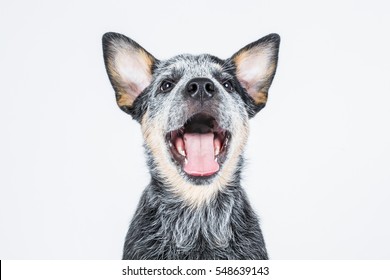 Australian Cattle Dog, ACD, Puppy Dog