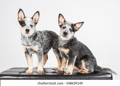 Australian Cattle Dog, ACD, Puppy Dog