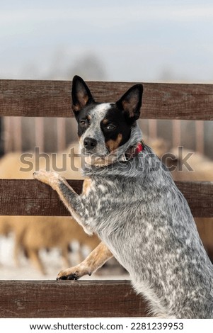 Australian Cattle Dog in action, herding a group of sheep. Dog breed's working ability. Working dog