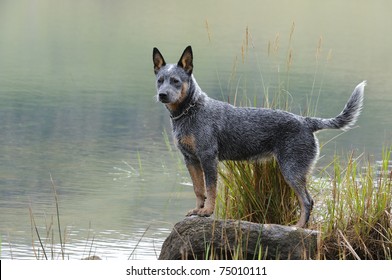 australian cattle dog (aka blue heeler)  puppy poses on a rock at the edge of a lake.