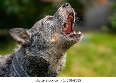 Australian cattle dog barking, dog showing his teeth