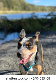 Australian Cattle Dog With Blue Collar Standing In Front Of A Pond With It's Mouth Slightly Open And Ears Perked Back