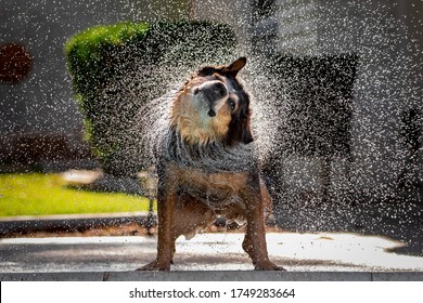 Australian Cattle dog or Blue Heeler by pool shakes water off with giant circle of droplets with back-lit water droplets.