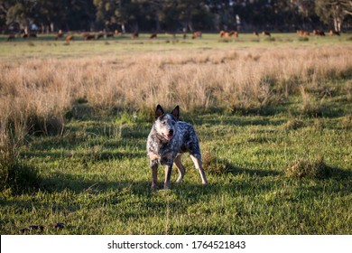 Australian Cattle Dog  (Blue Heeler) Working Dog On The Farm Looking Into The Distance With Cattle In The Background