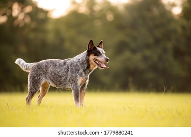 3,254 Australian blue cattle dog Images, Stock Photos & Vectors ...