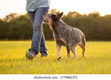 Australian Cattle Dog Blue Heeler healing, walking in a grassy field at sunset, healing perfectly by left side of owner, training - Powered by Shutterstock