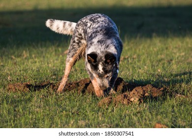 Australian Cattle Dog (Blue Heeler) Digging A Hole In The Grass