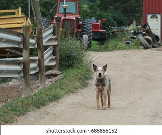 Australian Cattle Dog (Blue Heeler) Working On The Farm