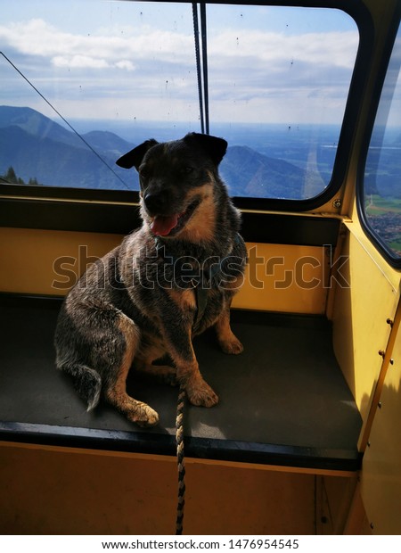 australian cattle dog in a\
cable car