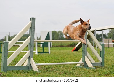 australian cattle dog in a competition of agility