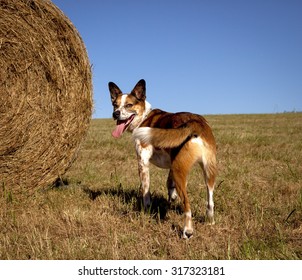 Australian cattle dog in field with hay bale on left looking at viewer